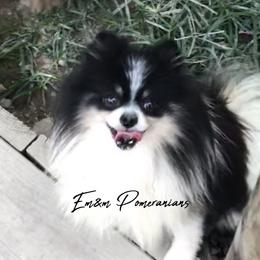 Tundra - Pomeranian