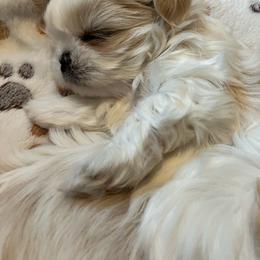 Miss piggy - Cream and white female Shih Tzu puppy in Fountain, Florida from Simply Shih Tzu