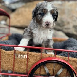 Titan - Blue merle male Bernedoodle puppy in Salem, Utah from Doodle Doodle Dogs