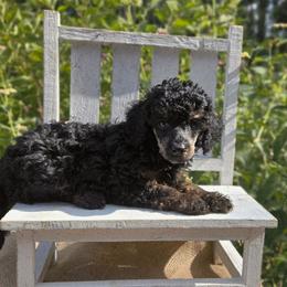 Myrtle - Phantom female Poodle puppy in Statesboro, Georgia from Briar Creek Kennels