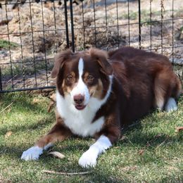 Rooney - Australian Shepherd