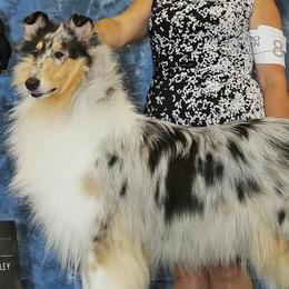 Collies from Duquesne Collies