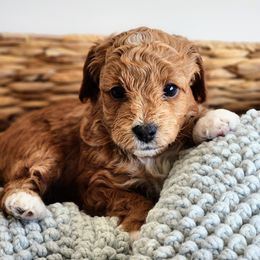 Assorted Doodle Crosses Puppies from Real Blue Sky Sheltidoodle Puppies