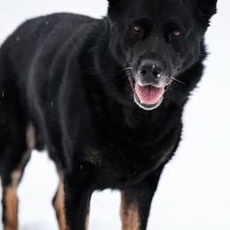Caesar - German Shepherd