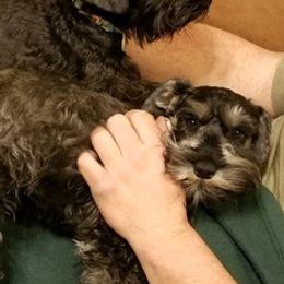 Dachshunds and Miniature Schnauzers from Chestnut Hill Farm