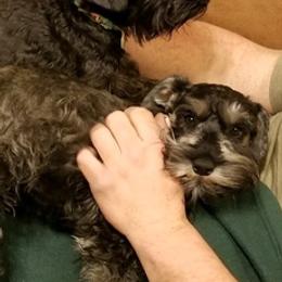 Dachshunds and Miniature Schnauzers from Chestnut Hill Farm