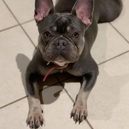 French Bulldogs from Riveras Smokin K-9’s