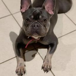 French Bulldogs from Riveras Smokin K-9’s