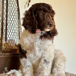 Pink Lady - Parti female Poodle puppy in Julian, California from Above the Pines Poodles