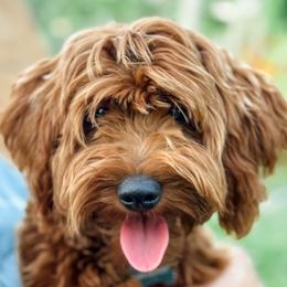 Kevin - Goldendoodle