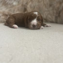 Cavapoo and Goldendoodle Puppies from Surfer Doodles