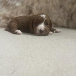 Cavapoo and Goldendoodle Puppies from Surfer Doodles