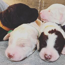 Goldendoodles and Labradoodles from Molly's Place