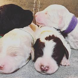 Goldendoodles and Labradoodles from Molly's Place
