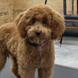 Bernedoodles and Poodles from Happy Tails Doodles