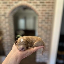 True - green collar - Red  male Goldendoodle puppy in Pine Prairie, Louisiana from Prairie Paws