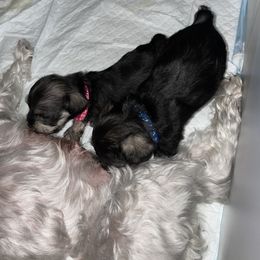 Miniature Schnauzer Puppies from Mini Schnauzers for Life