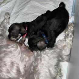 Miniature Schnauzer Puppies from Mini Schnauzers for Life