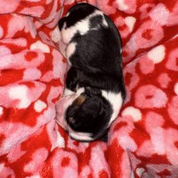 Boy 2 - Tri-color male Cavalier King Charles Spaniel puppy in Robbins, North Carolina from Jamie's Cavalier King Charles Spaniels