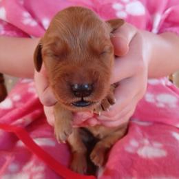Red - Dark golden female Golden Retriever puppy in Lanesboro, Minnesota from Eagle Ridge Golden Retrievers