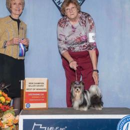 Hotshot - Biewer Terrier
