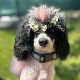 Lilith - Poodle