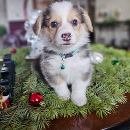Pine - Black and tan male Pembroke Welsh Corgi puppy in Fortine, Montana from North Star Pembroke Welsh Corgi's