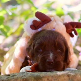 Chupacabra - Brown male Newfoundland puppy in Madison, Wisconsin from Riddle Family Newfoundland