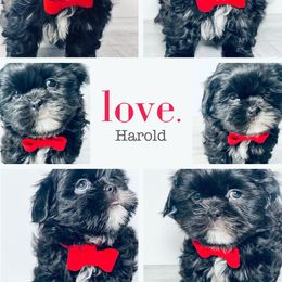 Shih Tzu Puppies from Mytpups