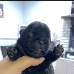 Girl 1 - Brindle French Bulldog puppy in Roanoke Rapids, North Carolina from Ferrell’s Frenchies