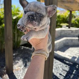 French Bulldog Puppies from Shoreline Bulldogs