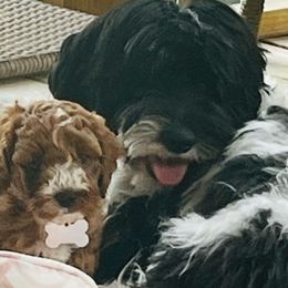Fancy - Cockapoo