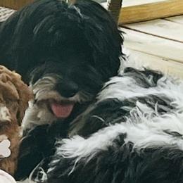 Fancy - Cockapoo