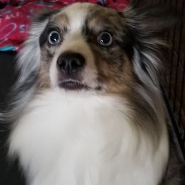 Miniature Australian Shepherds and Toy Australian Shepherds from Aussie What You Did There