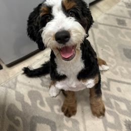 Bernedoodle Puppies from Sonoran Standard Doodles