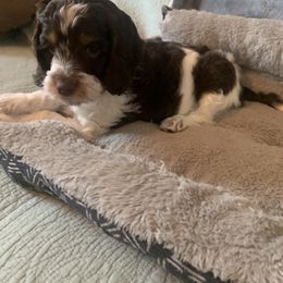 Cockapoo and Mastiff Puppies from MuddyBootsDoodles