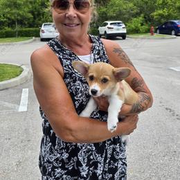 Pembroke Welsh Corgi Puppies from AW Corgis