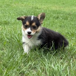 Pembroke Welsh Corgi Puppies from Sherwood Acres Pembrokes