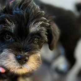 Miniature Schnauzers from Whitts Black Pearl Miniature Schnauzers