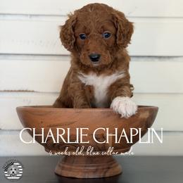 Charlie Chaplin - Red  male Goldendoodle puppy in San Jose, California from Red White and Doodle