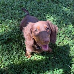 Simon - Chocolate and tan male Dachshund puppy in Moreno Valley, California from rdachshunds