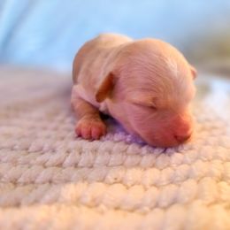 Dasher - Cream male Cockapoo puppy in Stillwater, Oklahoma from Cowboy Country Cockapoos