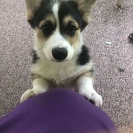 Pembroke Welsh Corgi and Whippet Puppies from Viktor MahHaan Kennels