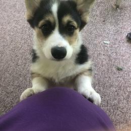 Pembroke Welsh Corgi and Whippet Puppies from Viktor MahHaan Kennels