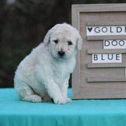 Goldendoodle and Sheepadoodle Puppies from Major League Doodles