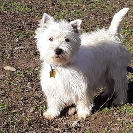 Lydia - West Highland White Terrier