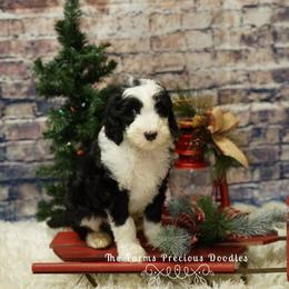 Goldendoodle and Sheepadoodle Puppies from The Farms Precious Doodles