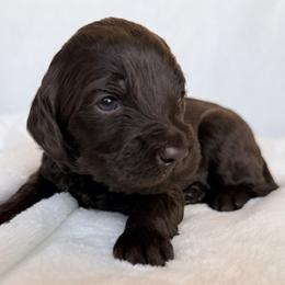 Acadia - Chocolate female Labradoodle puppy in Lubbock, Texas from Lucky Labradoodles