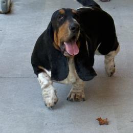 Mae - Basset Hound