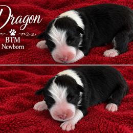 Dragon - Black tri-color male Australian Shepherd puppy in Mount Sterling, Ohio from Northern Lights Working Dogs